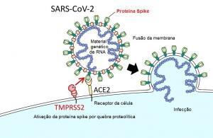 400135951-1-300x195 Qual a relação do Whey protein hidrolisado, Lactocinina e o coronavírus ?